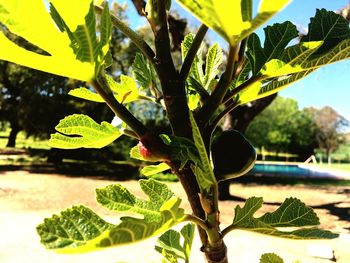 Close-up of fruits on tree