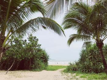 Palm trees on beach against sky