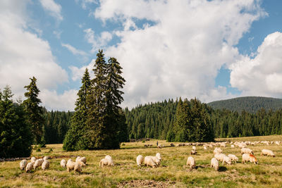 View of sheep on field against sky