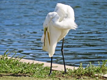 Great egret preening 