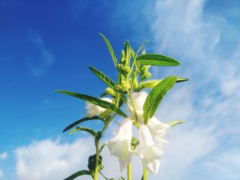 Low angle view of flowering plant against blue sky