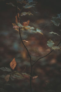 Close-up of dry leaves in water