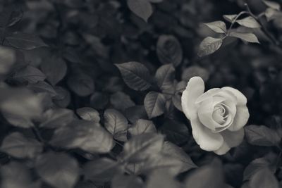 Close-up of white flowers blooming outdoors