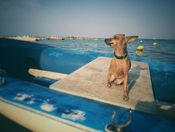 Close-up of dog sitting on wooden plank in inflatable raft by sea against sky