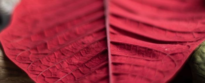 Close-up of red leaves