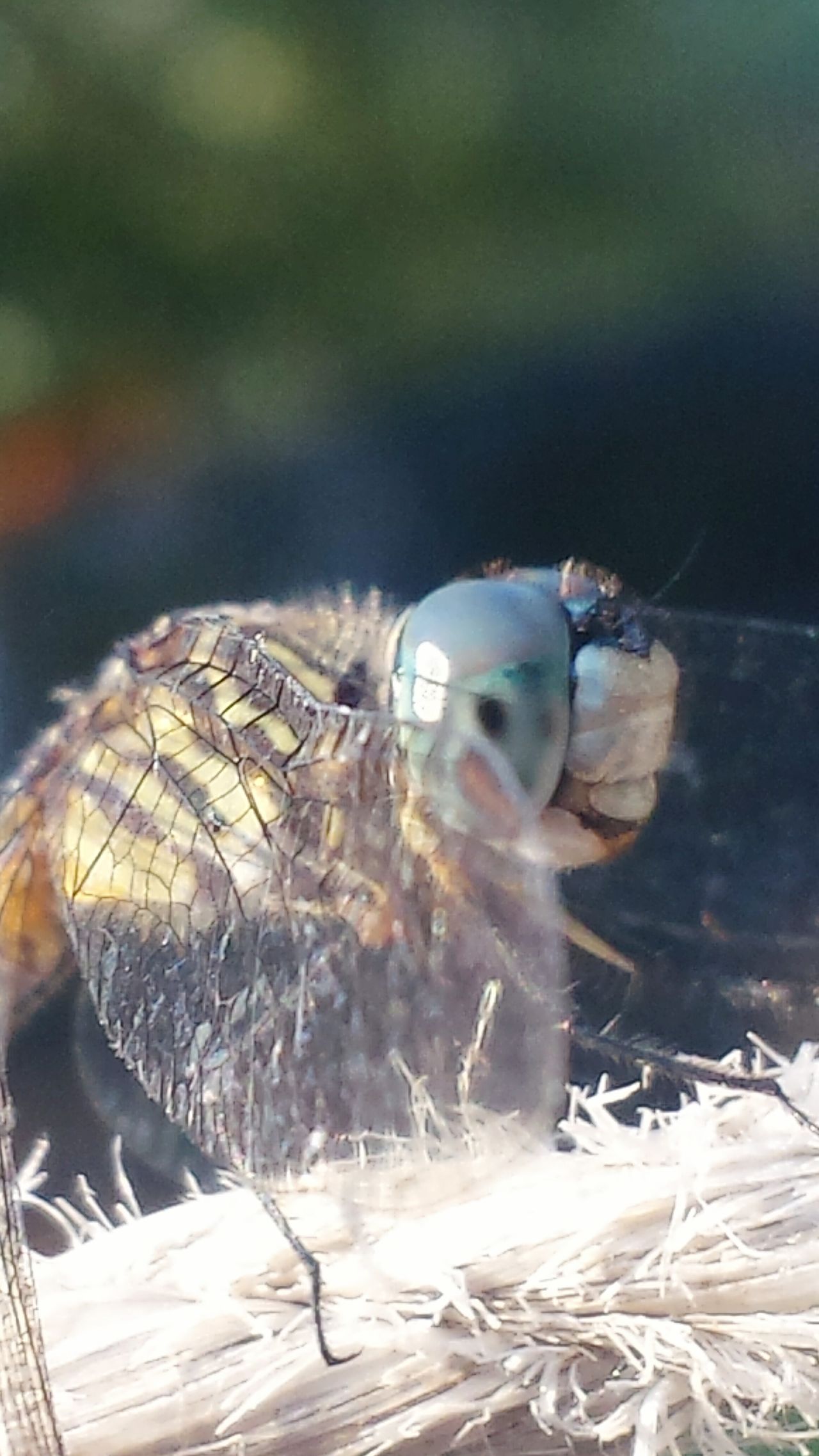 Dragonfly outside nature closeup