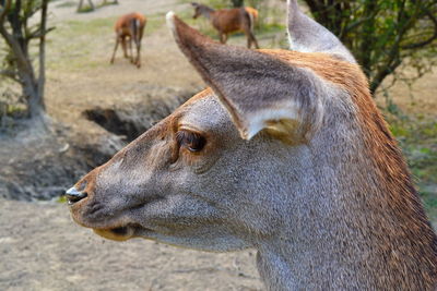 Close-up of horse on field