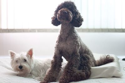 Dogs on bed against curtain at home