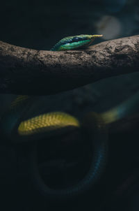 Close-up of a lizard on tree