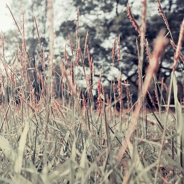 selective focus, growth, plant, focus on foreground, nature, close-up, field, tranquility, grass, dry, growing, day, outdoors, beauty in nature, no people, season, forest, tree, twig, weather
