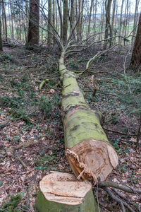 View of tree trunk in forest