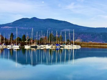 Sailboats moored in harbor