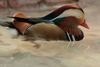 Close-up of duck swimming in lake