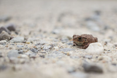 Frog on field