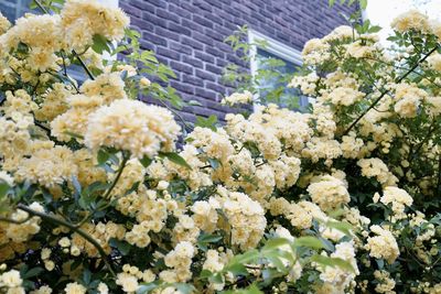 Close-up of white flowering plant