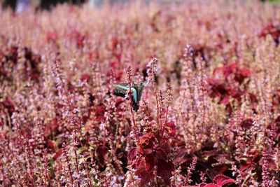 Close-up of pink flowers blooming in field