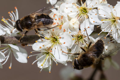 Close-up of honey bees on white flower