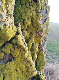 Close-up of lichen on moss