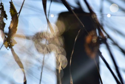 Close-up of spider web