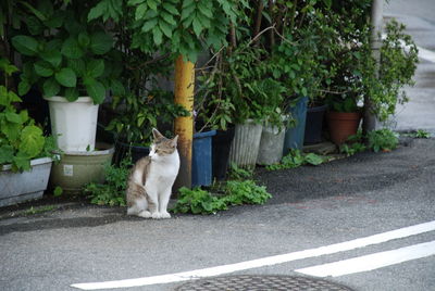 Cat sitting by the road