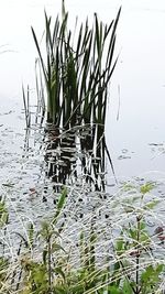 View of water lilies in lake