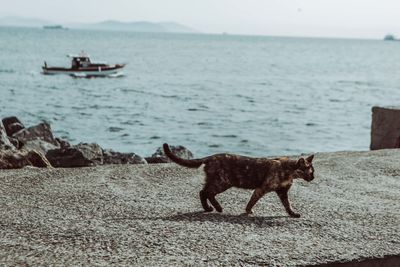 View of dog on beach