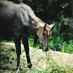 Antelope feeding on grass
