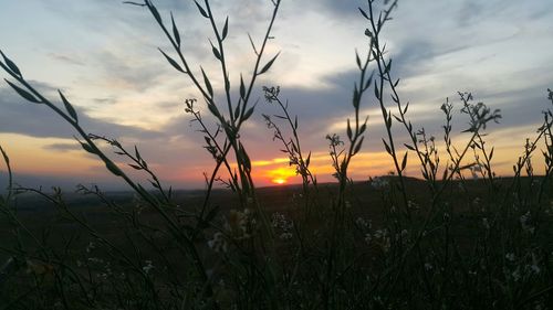 Silhouette plants on field against sky during sunset