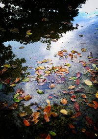 Close-up of leaves floating on water