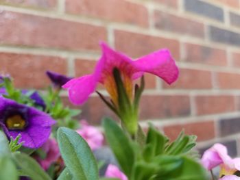 Close-up of pink flower blooming