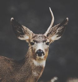 Close-up of deer with one horn