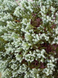 Close-up of plants growing on plant