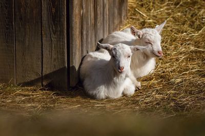 Goats sitting at barn