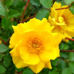 Macro shot of yellow flower