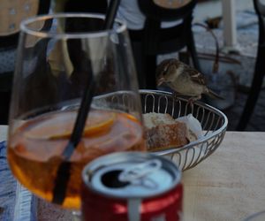 Close-up of bird on table