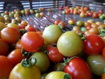 Close-up of tomatoes