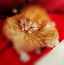 Close-up of kitten sleeping