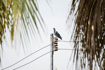Low angle view of bird perching on pylon against sky