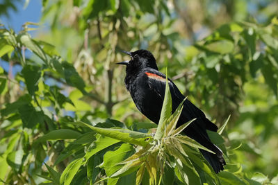 Bird perching on a branch