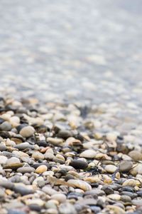 Surface level of pebble beach