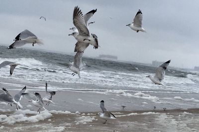 Seagull flying over sea