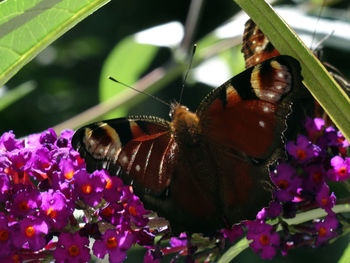 Close-up of butterfly pollinating on purple flower