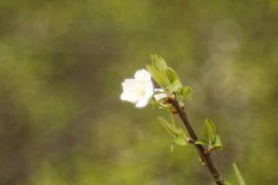 Close-up of flower buds growing outdoors
