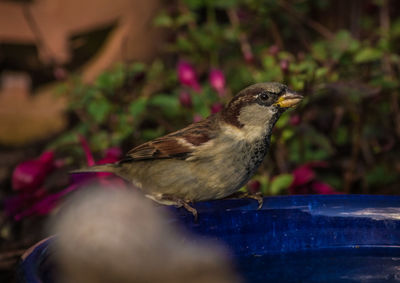 Close-up of bird perching outdoors