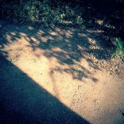 Shadow of tree on the wall