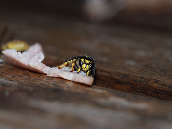 Close-up of insect on wood