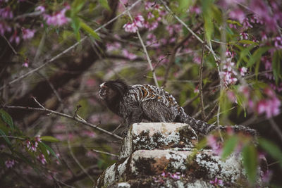 View of bird perching on branch