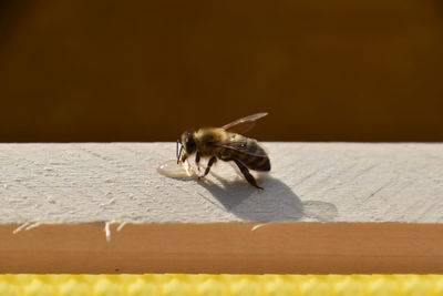 Close-up of bee on wall