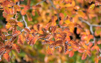 Close-up of autumnal leaves on tree