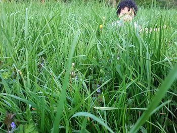 Scenic view of grassy field